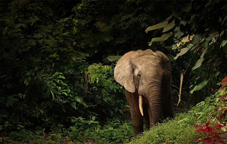 Forest elephant in Nouabale Ndoki Copyright Forrest Hogg WCS